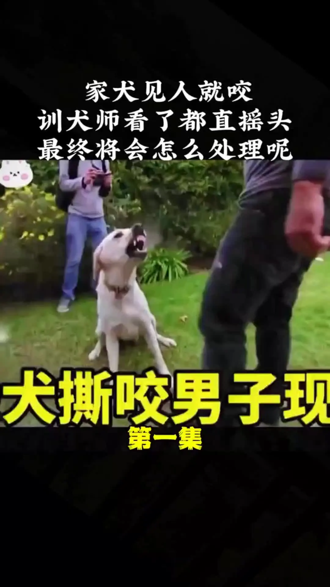 我的观影报告 内容启发搜索 动物的迷惑行为