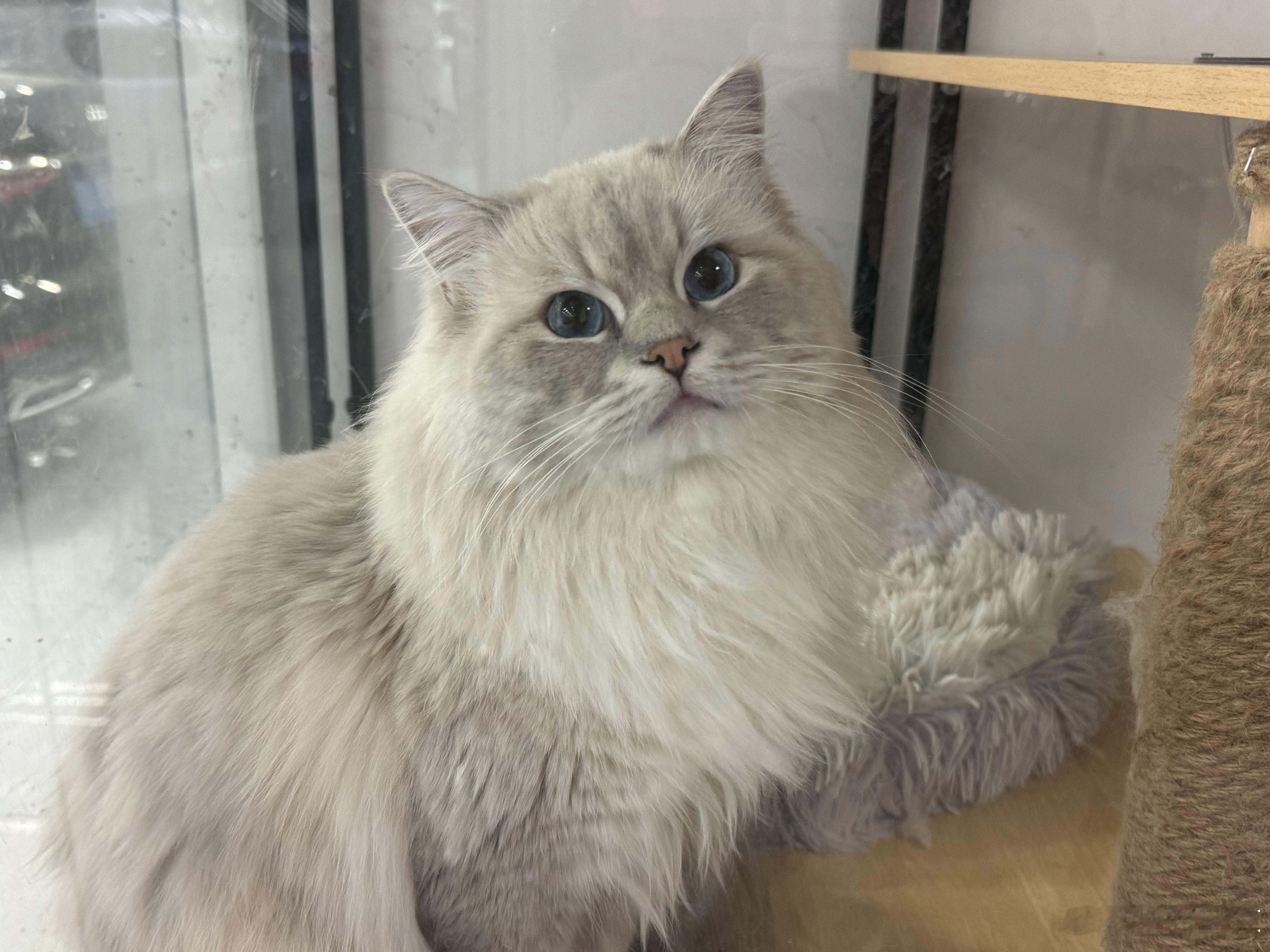 这傻猫 把猫粮吃完了一个月吃一大包 我前天下单的还没到货现在等快递师傅送上门 