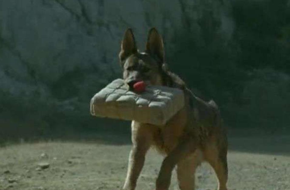 很多观众早年看过影片《犬王》，影片讲述军犬奋勇杀敌、保家卫国的故事。但很少有人清