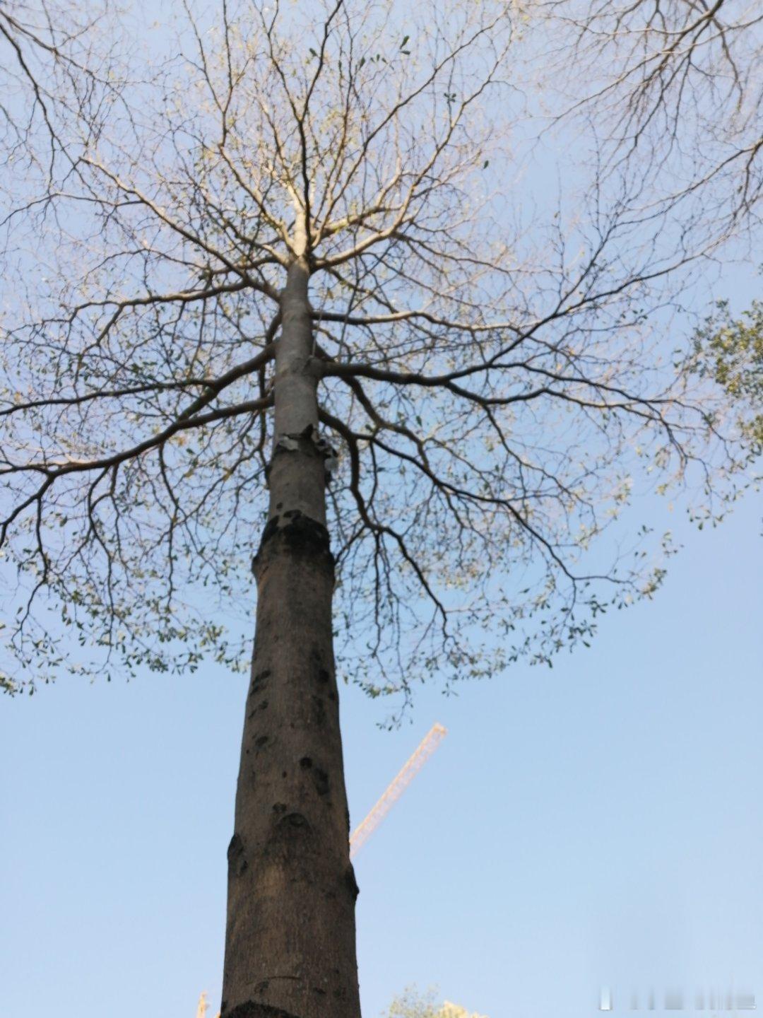 生活手记天蓝蓝，风暖暖，阳光灿烂的日子真好。 
