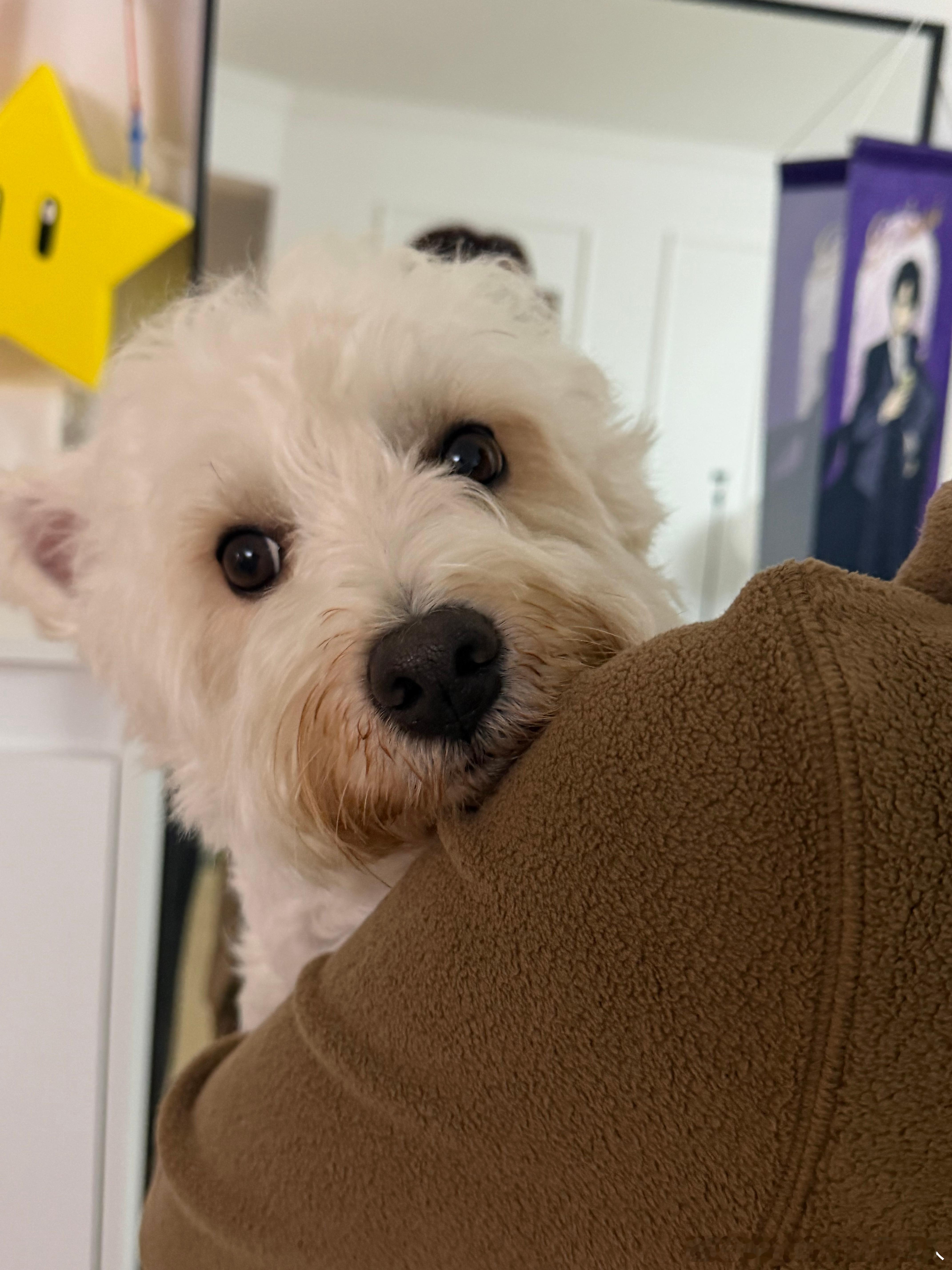 不呆被抱抱的小呆🐶 