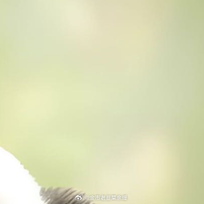 熊猫守护者  我们守护的从来不止是熊猫，更是郁郁葱葱的森林、万物共生的生态、生生