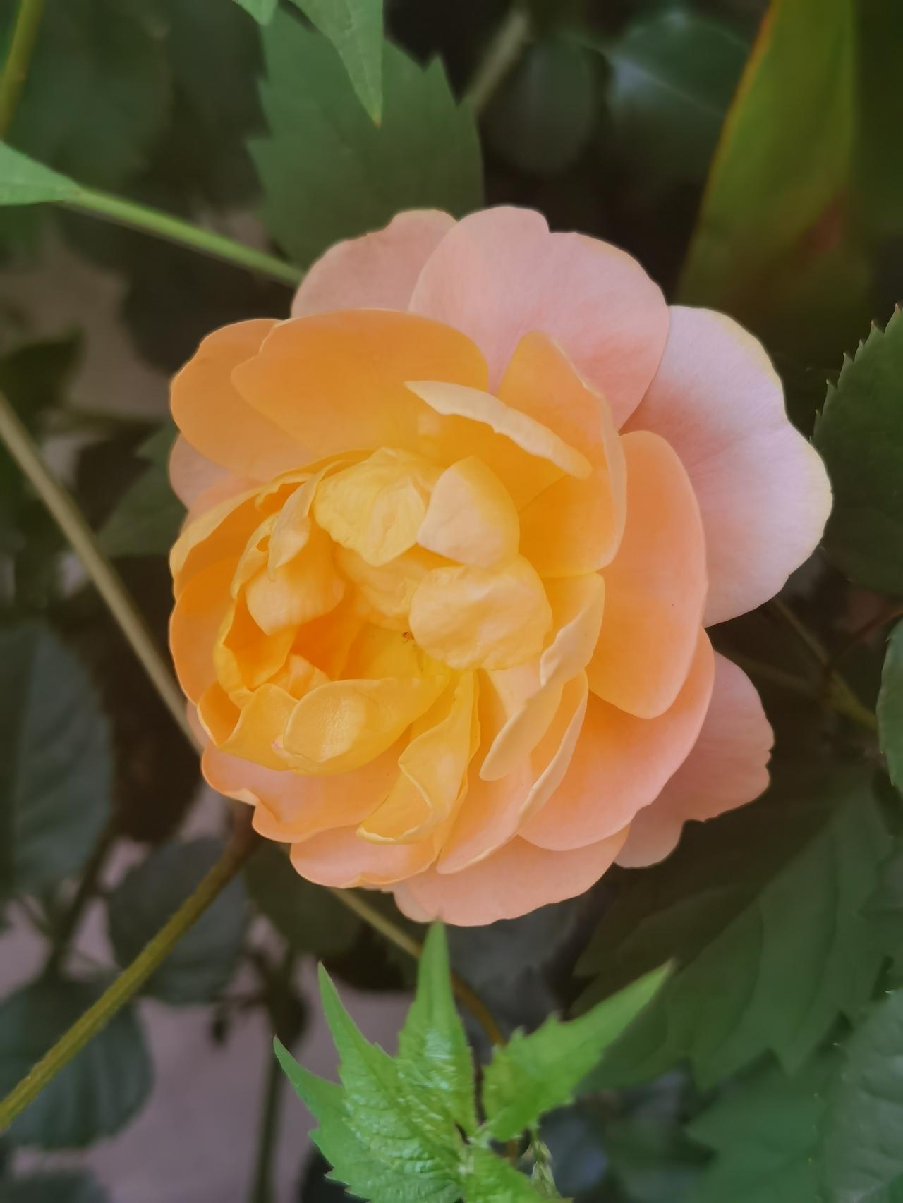 ，正浓时。月季 晒晒随拍月季花 分享美丽月季花