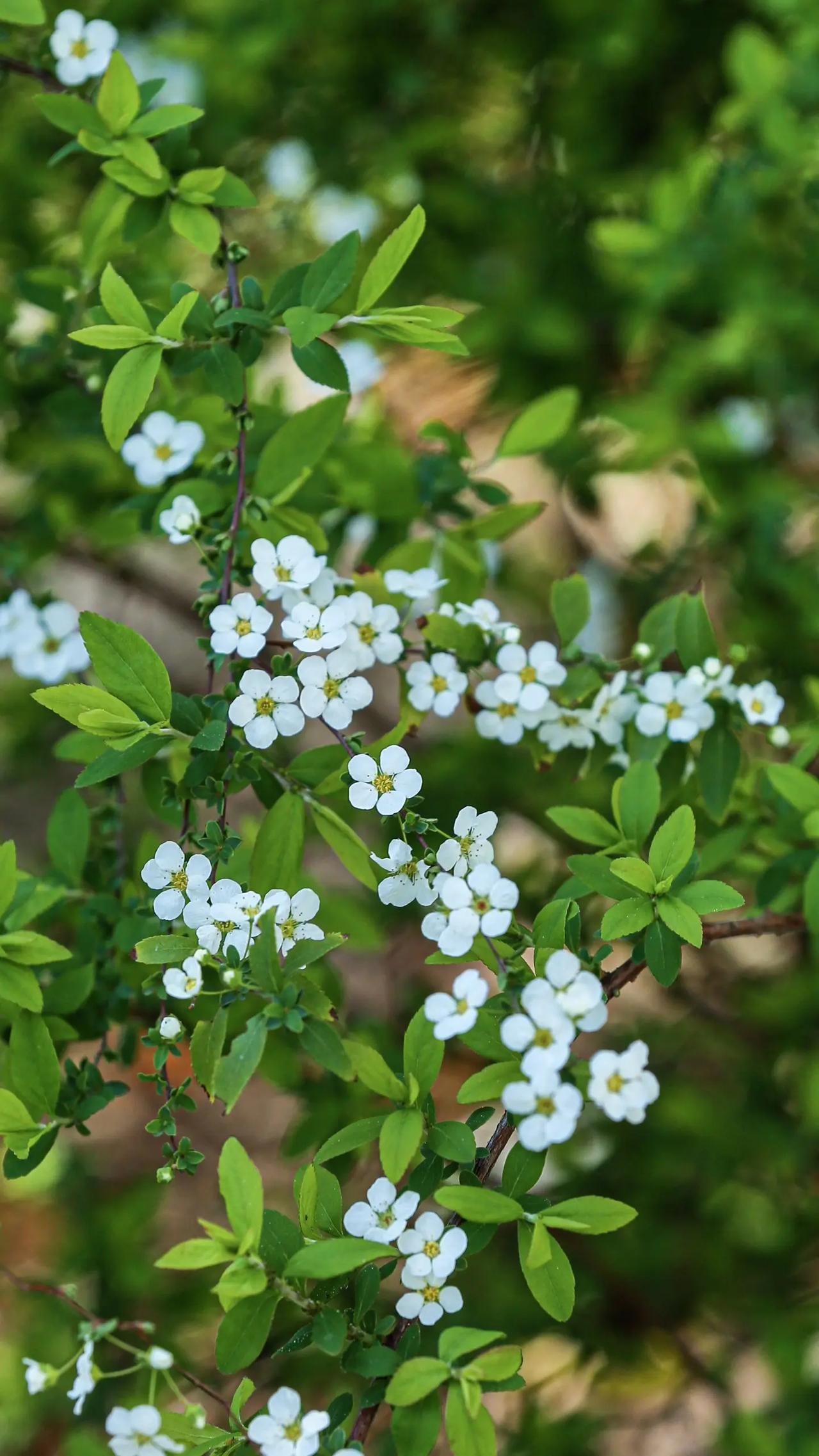 给所有的 35 岁以上的女性的一个忠告，如果你还在单身的话，要赶快结婚，因为女性
