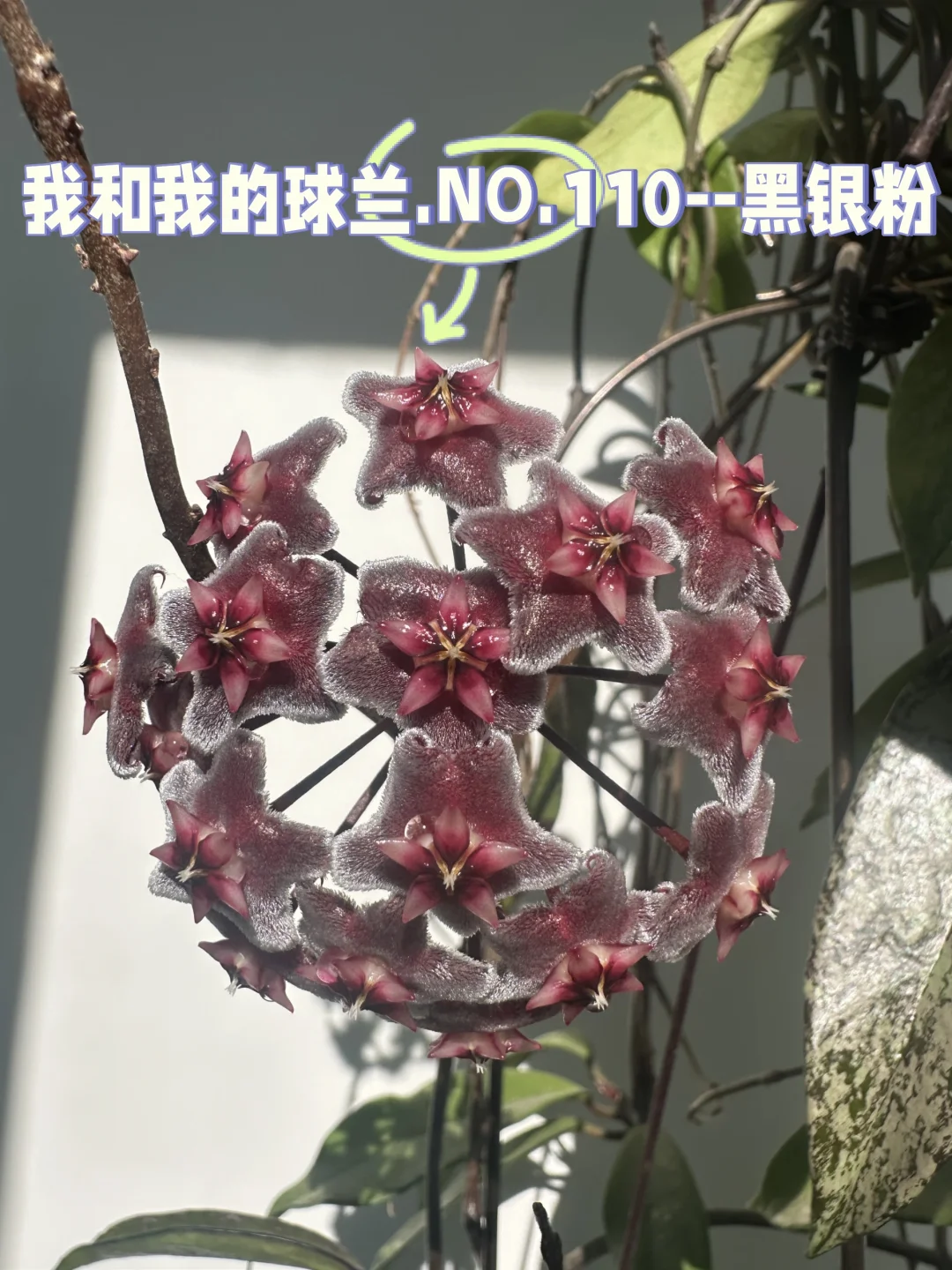 我和我的球兰.NO.110--黑银粉