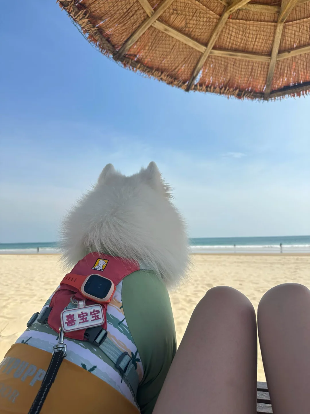 杭州出发自驾带小狗去海南看海