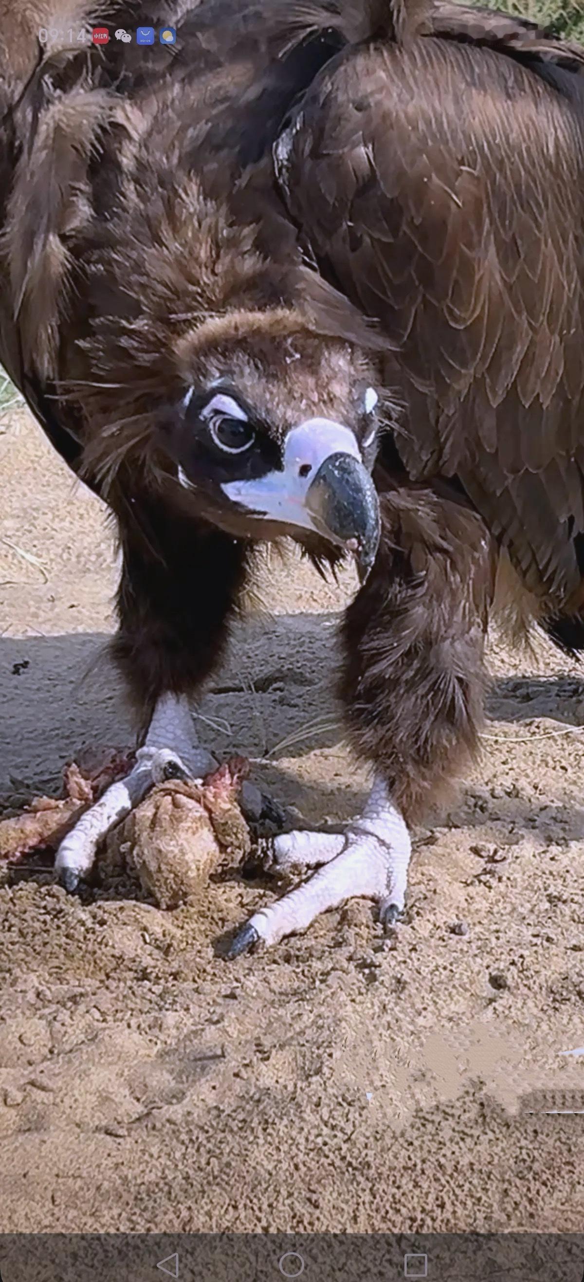 食腐秃鹫改行当“屠夫”？围攻小牛下狠嘴，背后原因太现实！

谁能想到，本该捡腐肉