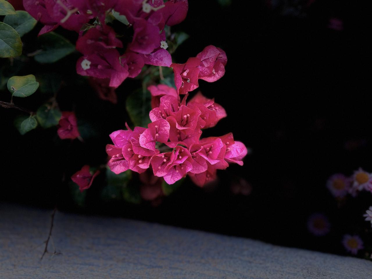 这就是我随手拍的花草，有宿根的石竹，天竺葵，叶子花