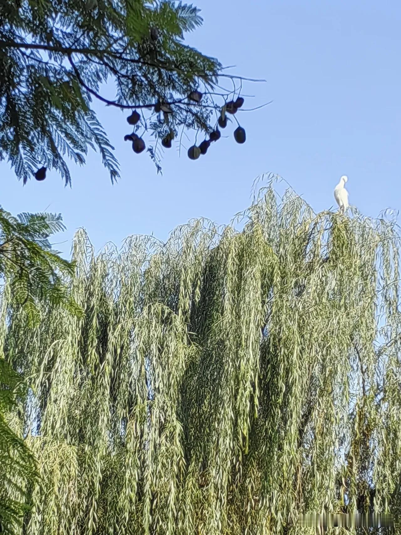 刚刚听说一件让人很难受的事。
一个上四年级的娃，因为甲流icon没了。
听说去医