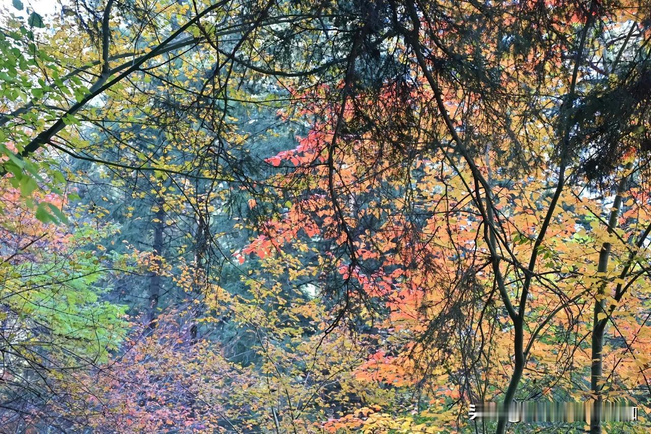 #可以分享一张秋景树叶照片吗#兰州兴隆山，邂逅秋之盛宴