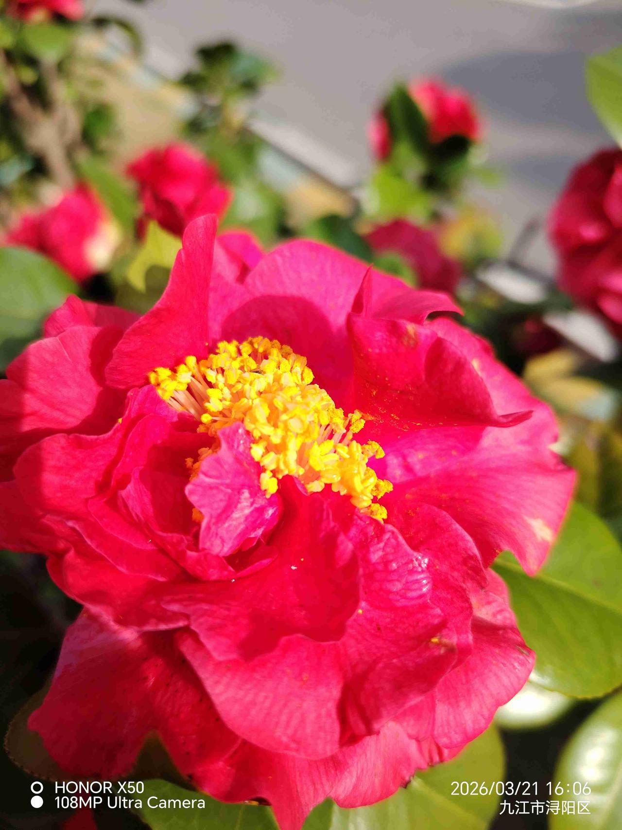 我的今日状态：😁轻松愉快
我这里的天气：🌤️多云3月21日小区里赏花分享快乐