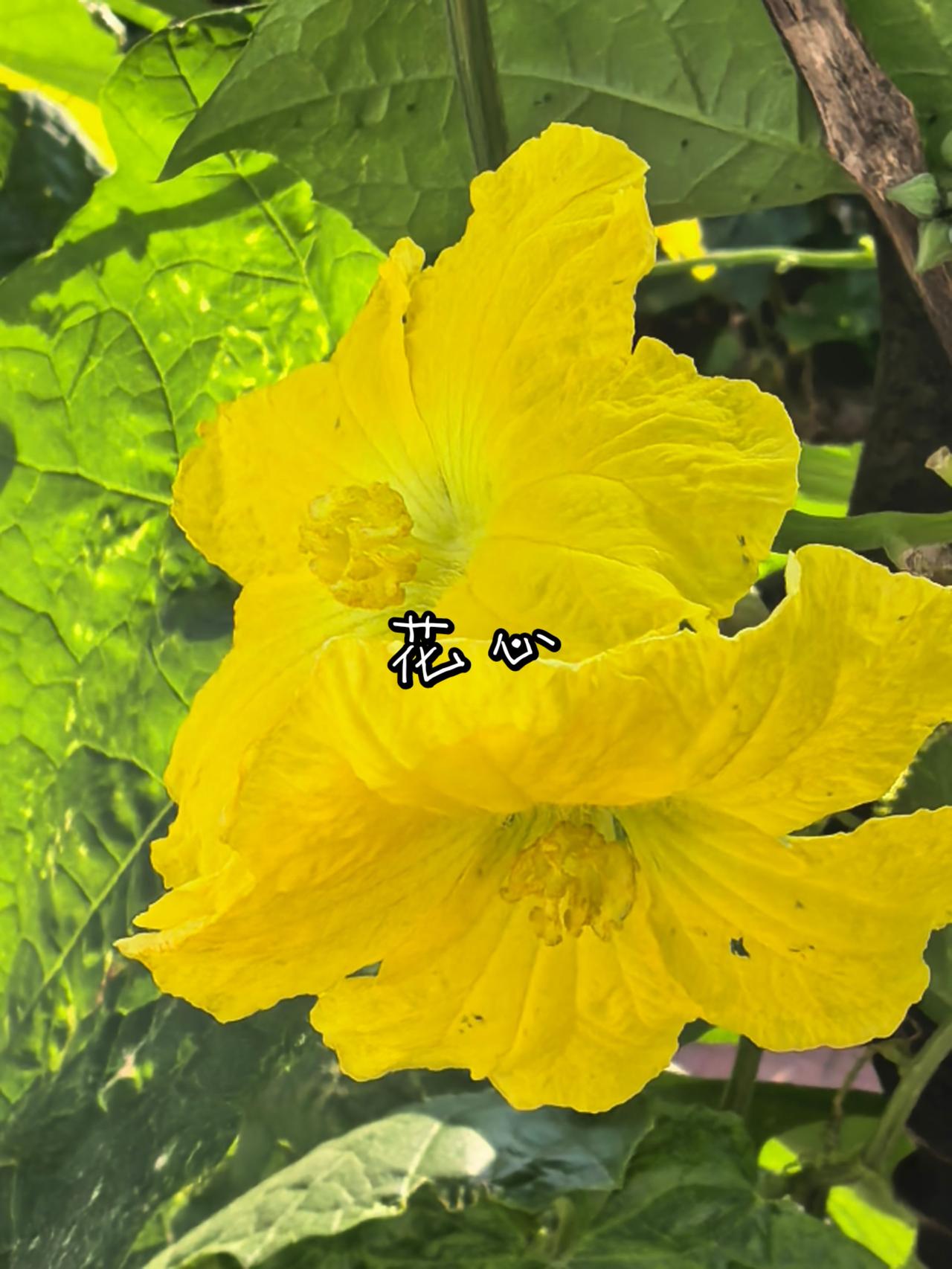 花心
