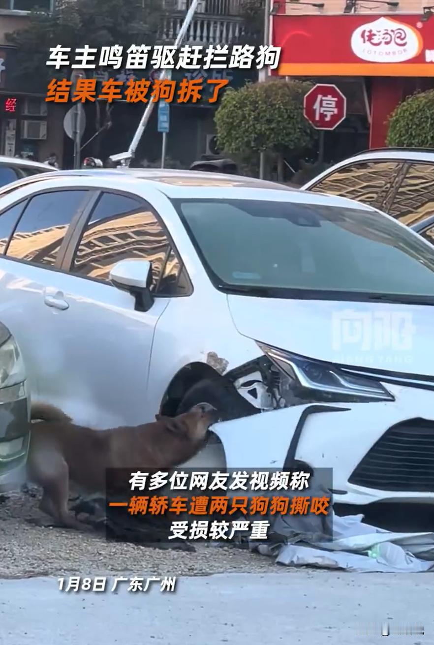 万万没想到！广东广州，一位车主开车时看到前面有两条狗，就鸣笛按了两下喇叭，可让他