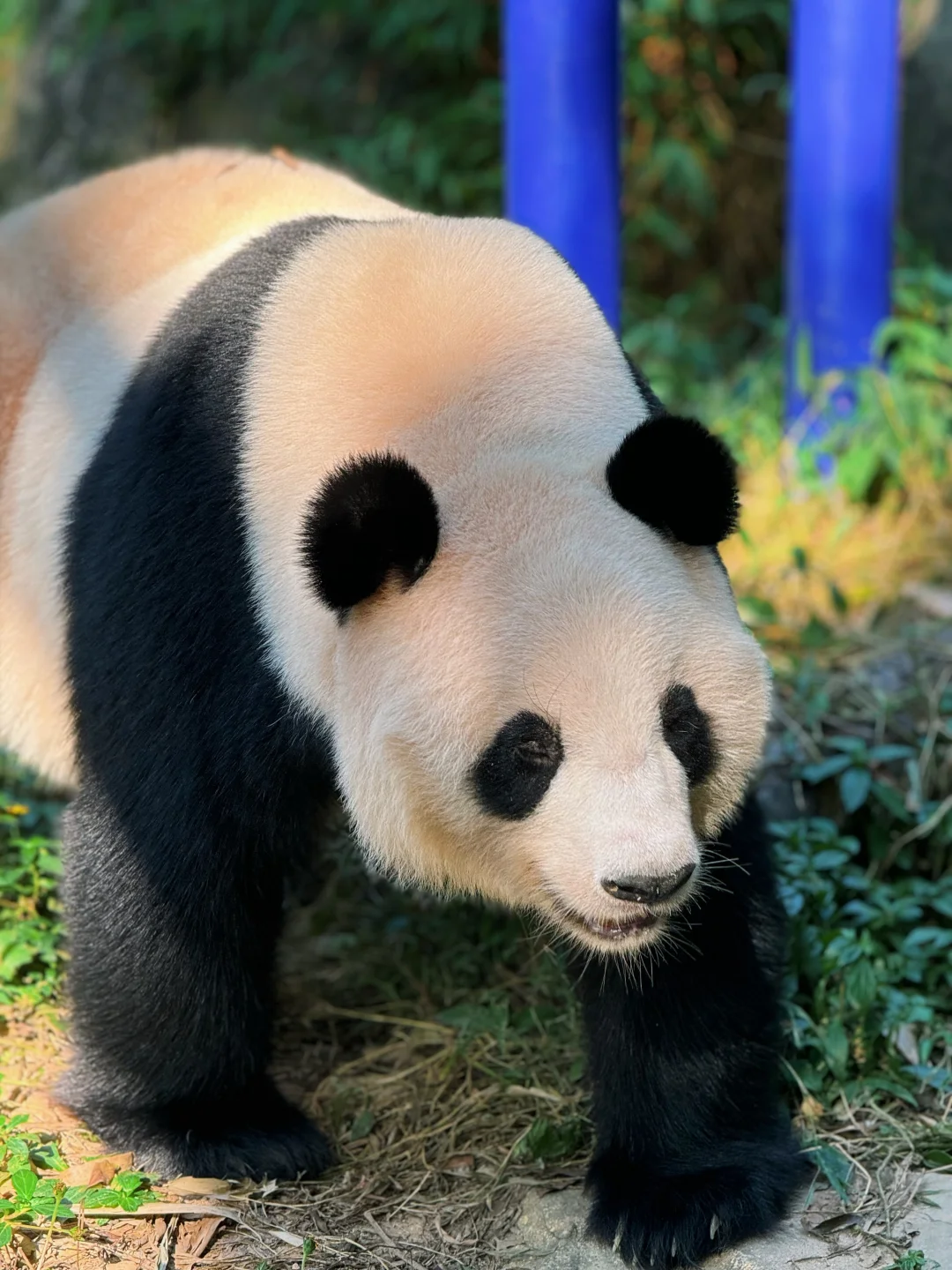 广州长隆野生动物世界我来啦～