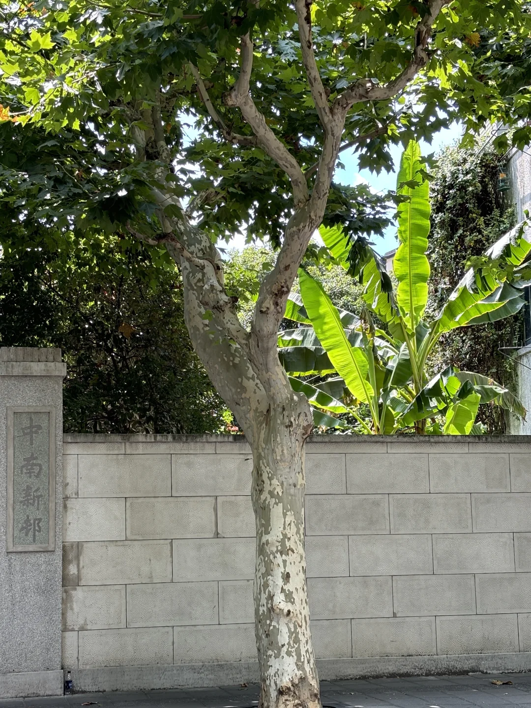 生机勃勃的庭院 这是一颗特别的树