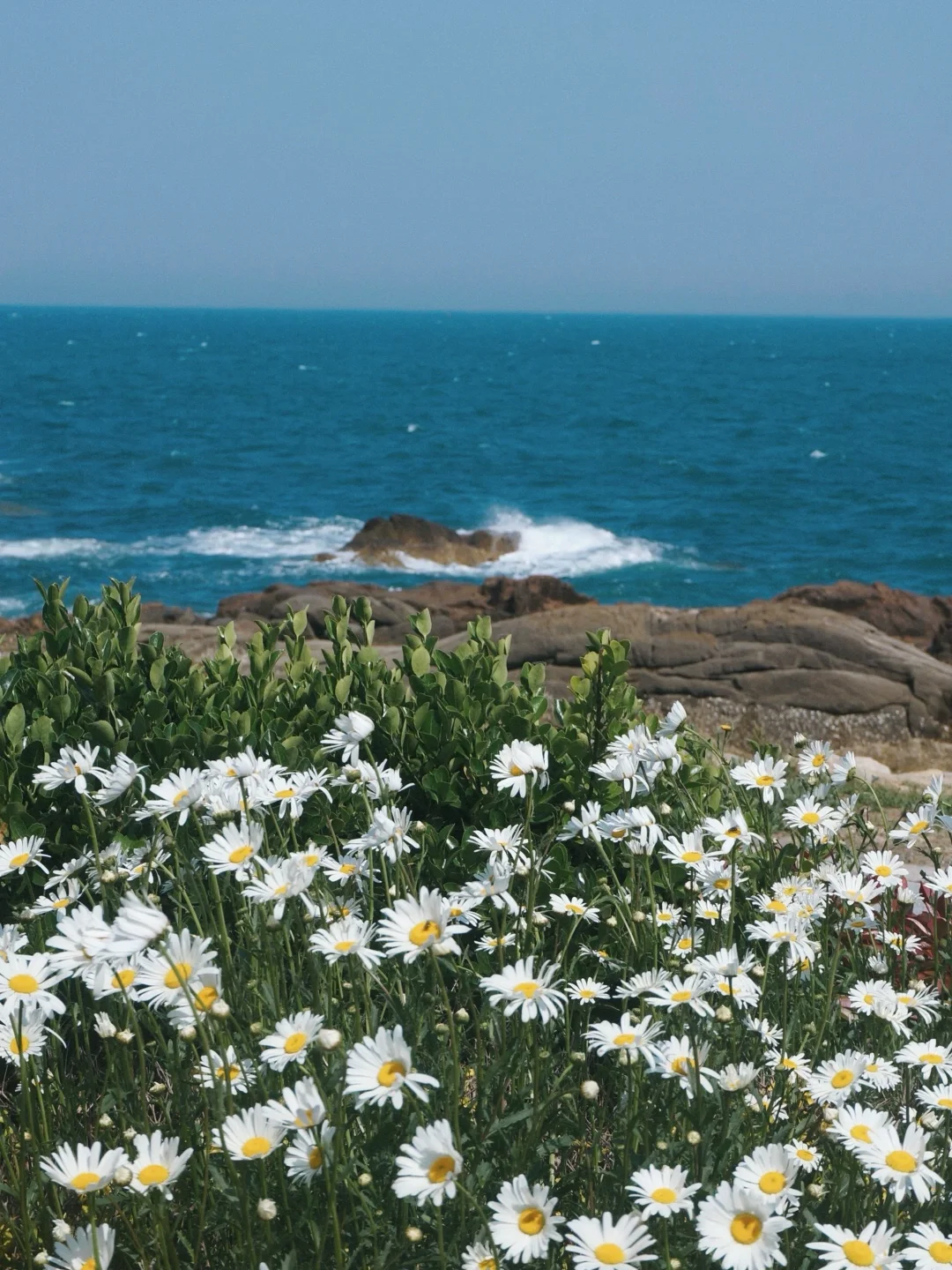 青岛5🈷️的花已是next level了！附合集路线