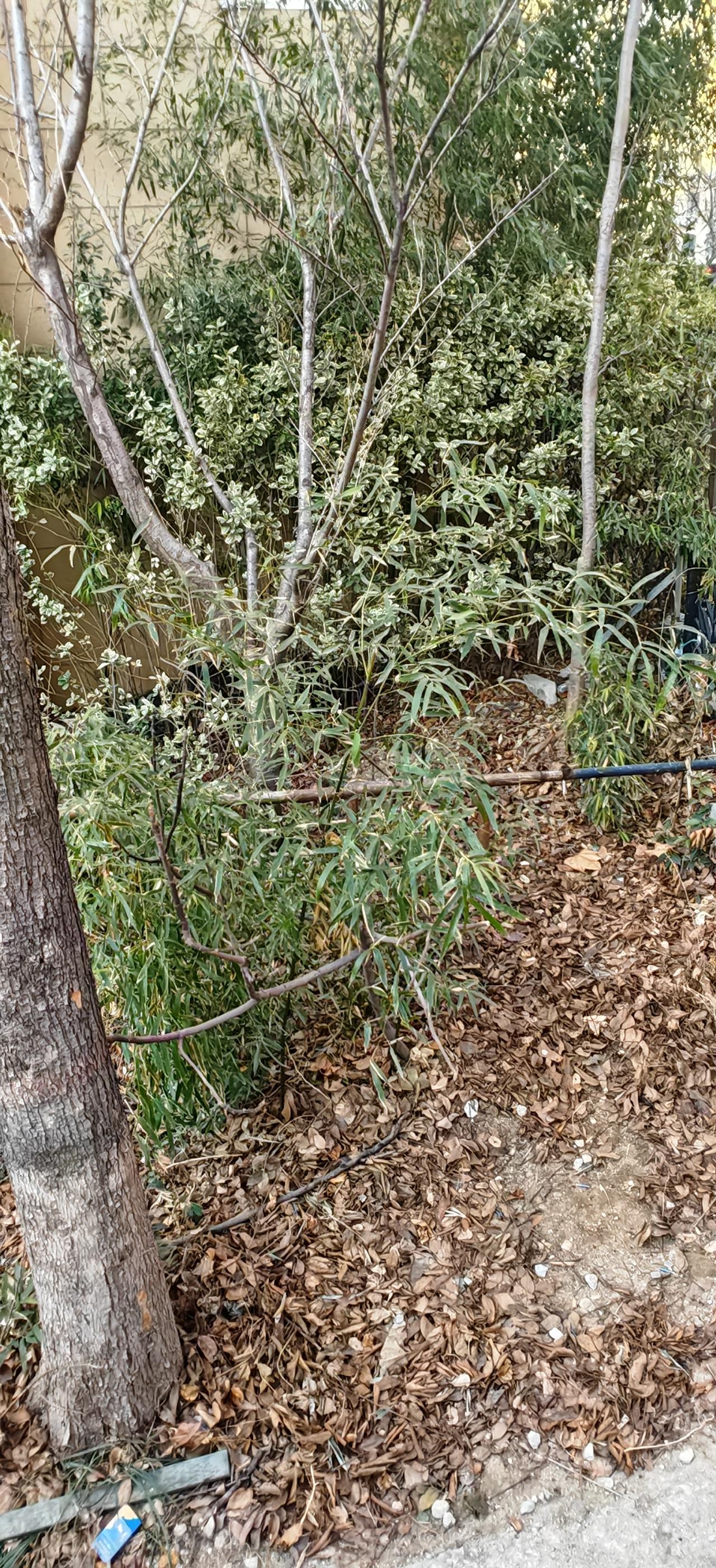 小区的竹子绿意盎然
      春天要来了。