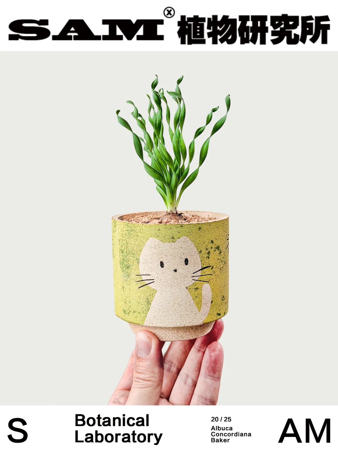 贵妃弹簧草｜Albuca Namaquensis