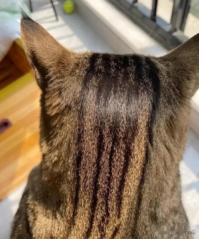 想问一下，是不是只有狸花猫才会头油🤔，你们家的猫会这样吗？