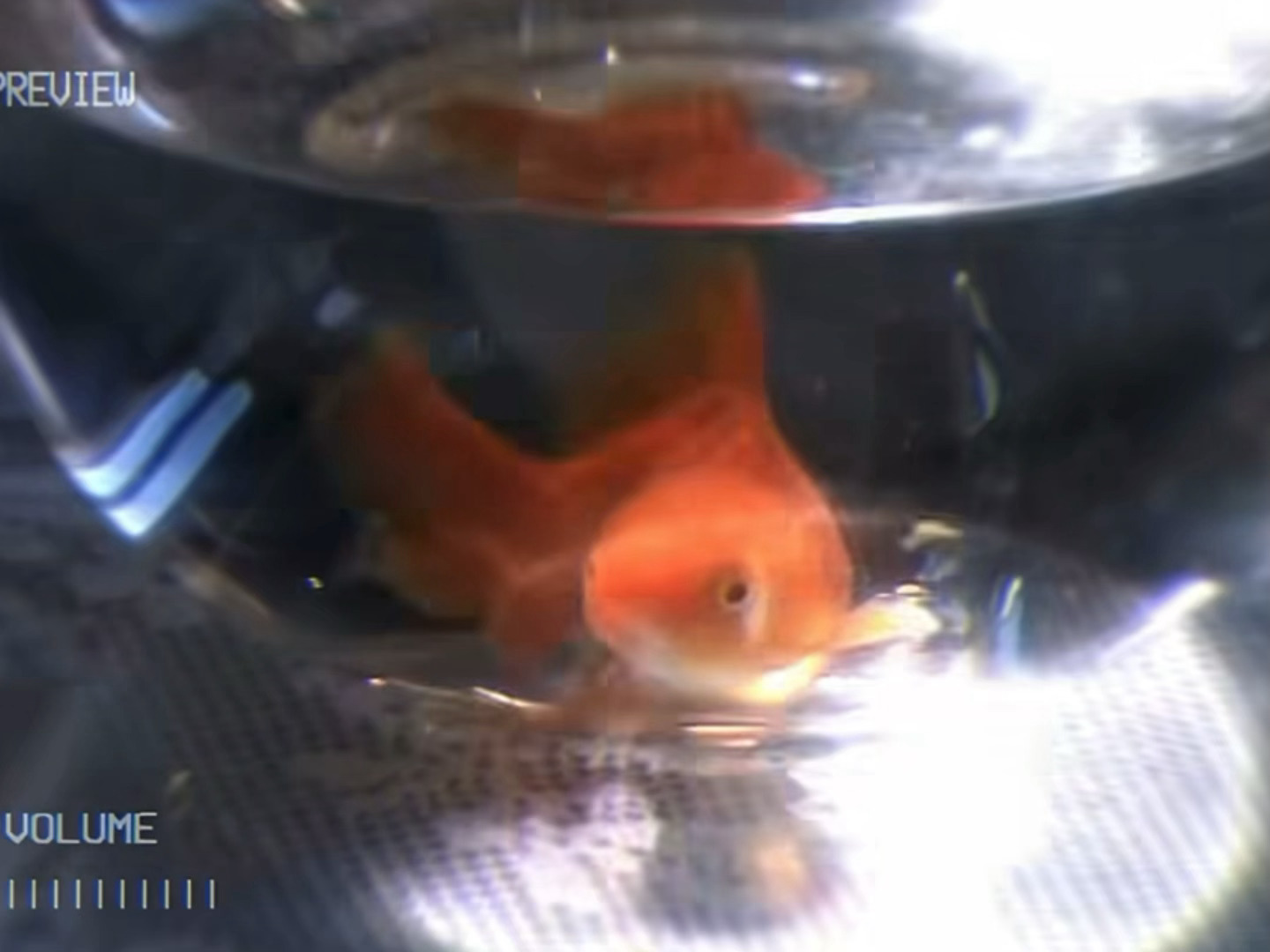 🍎偷尝禁果🐟鱼水之欢💧水乳交融 