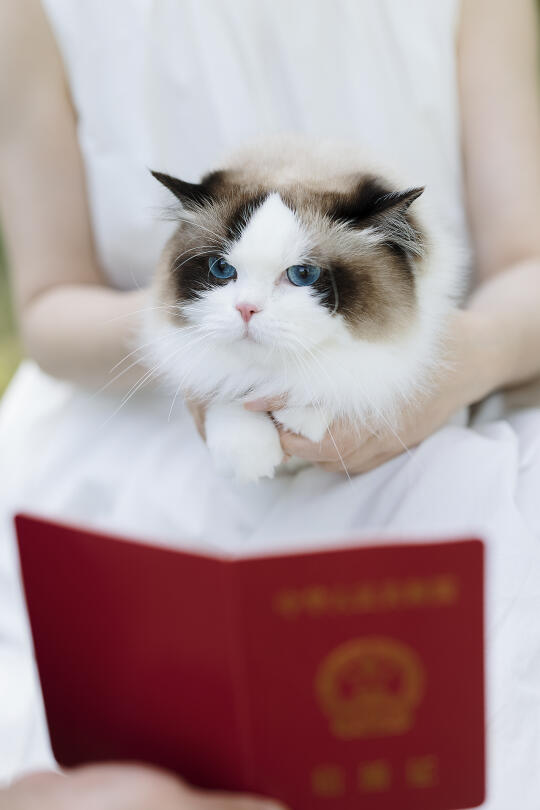 我是小猫🐈  我同意你们结婚