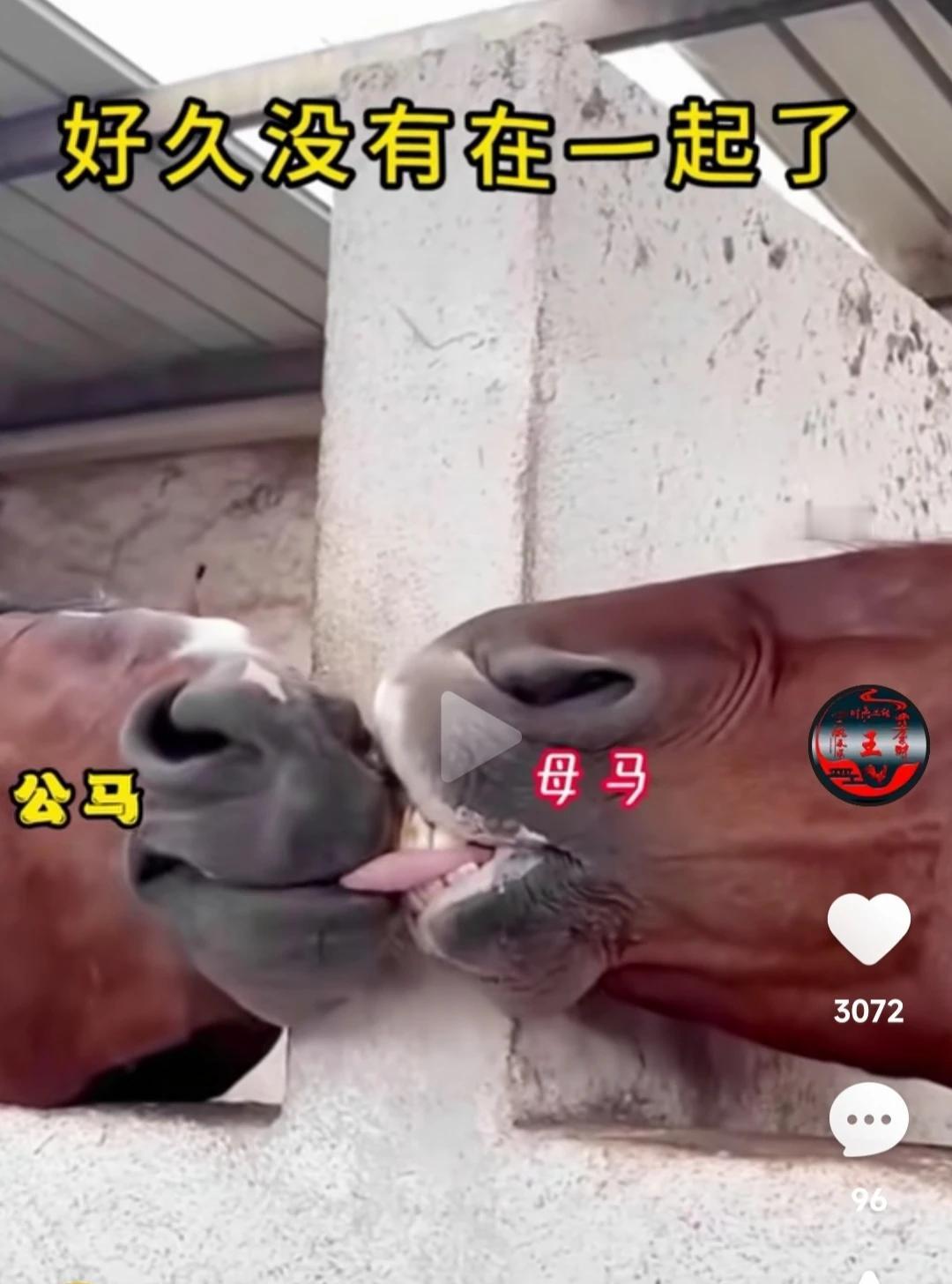 🤣🤣🤣说啥？比人都会！[黑线][黑线]