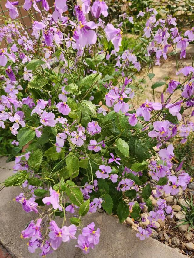 诸葛菜的食用价值知多少？
诸葛菜又叫二月蓝，其膳食纤维含量较高，不但能作为野菜食