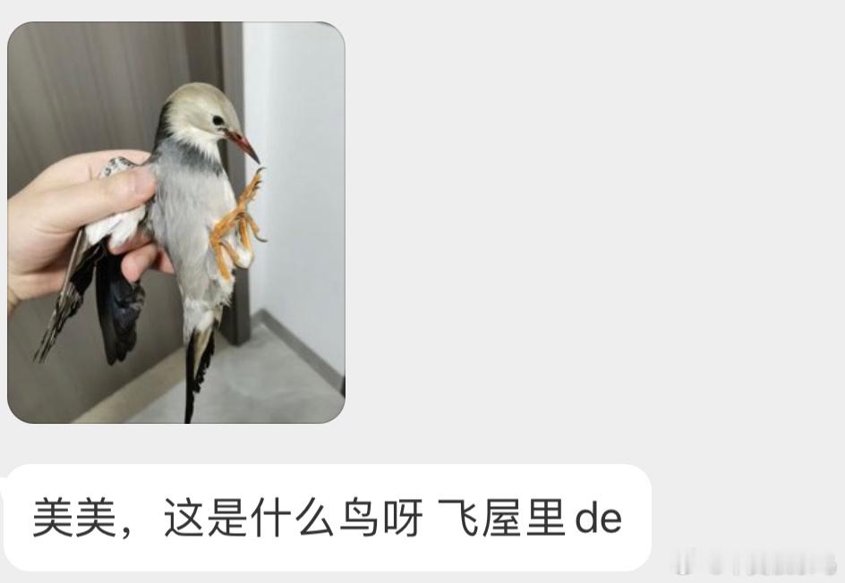 飞屋里的【丝光椋鸟】娴熟的抓鸡手法？？（最好不要这样哦，小鸟会疼尽快放飞就行 ​