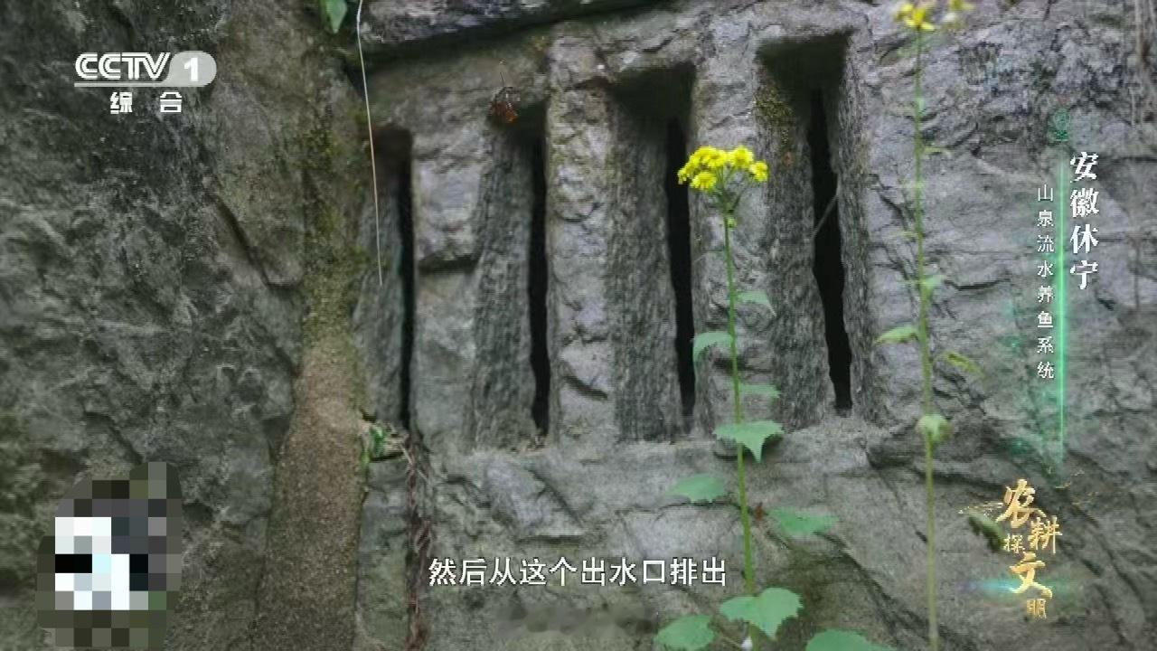 中国古人养鱼用流体力学 谁说古代没有高科技？休宁鱼池用平行水道实现水体自净，这套