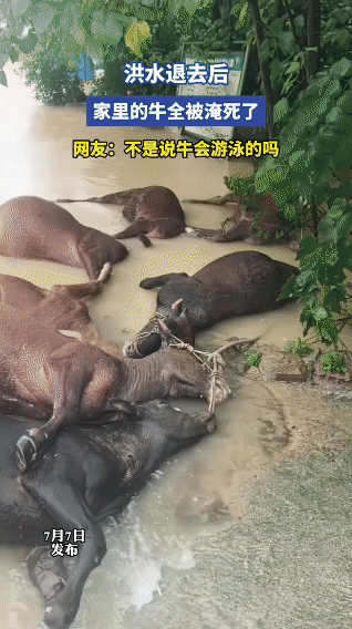 洪水退去后，家里的牛全被淹死了，网友：不是说牛会游泳的吗？你是没见识到洪水有多猛