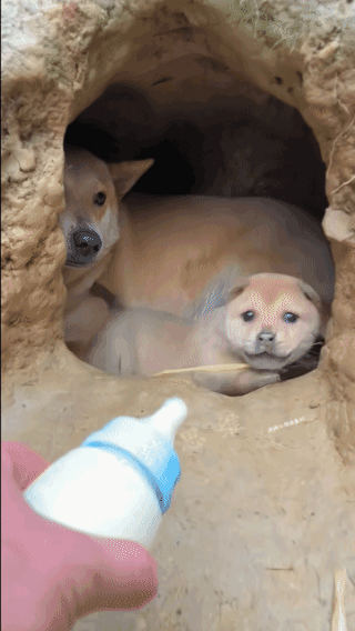 谁给奶喝，
谁就是我祖宗，
让我咬谁就咬谁！