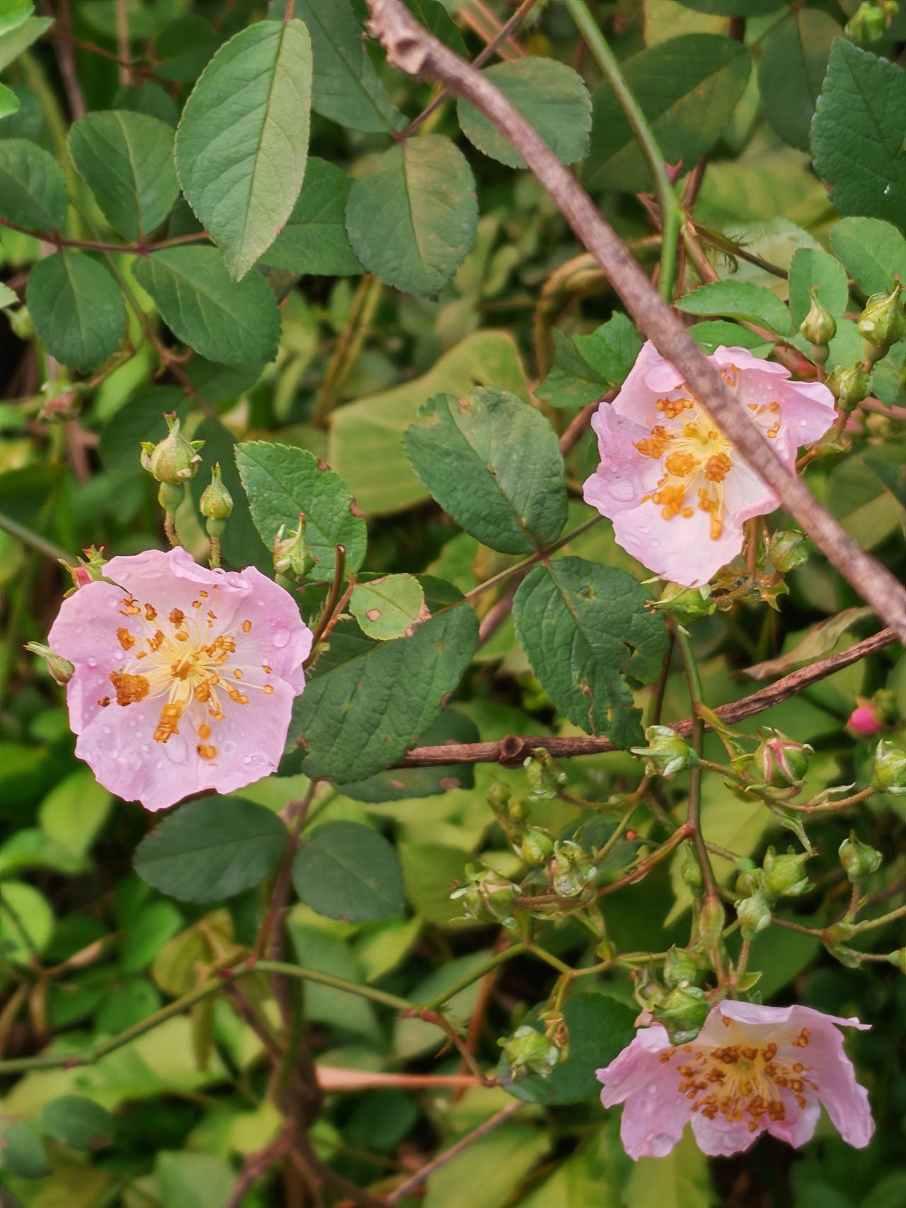 有没有漂亮的花朵图片吗