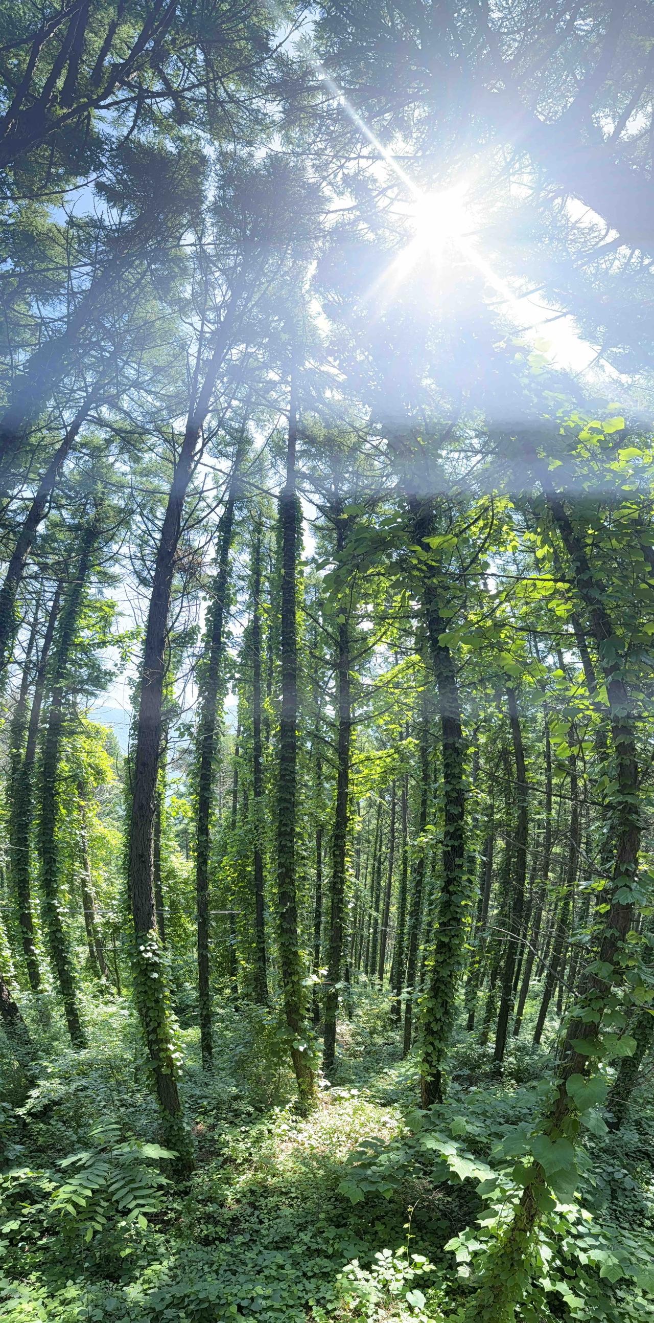 《青云山记》

上午陪夫人登山。

入青松林，空气清冽。

满目苍翠，皆是家乡景