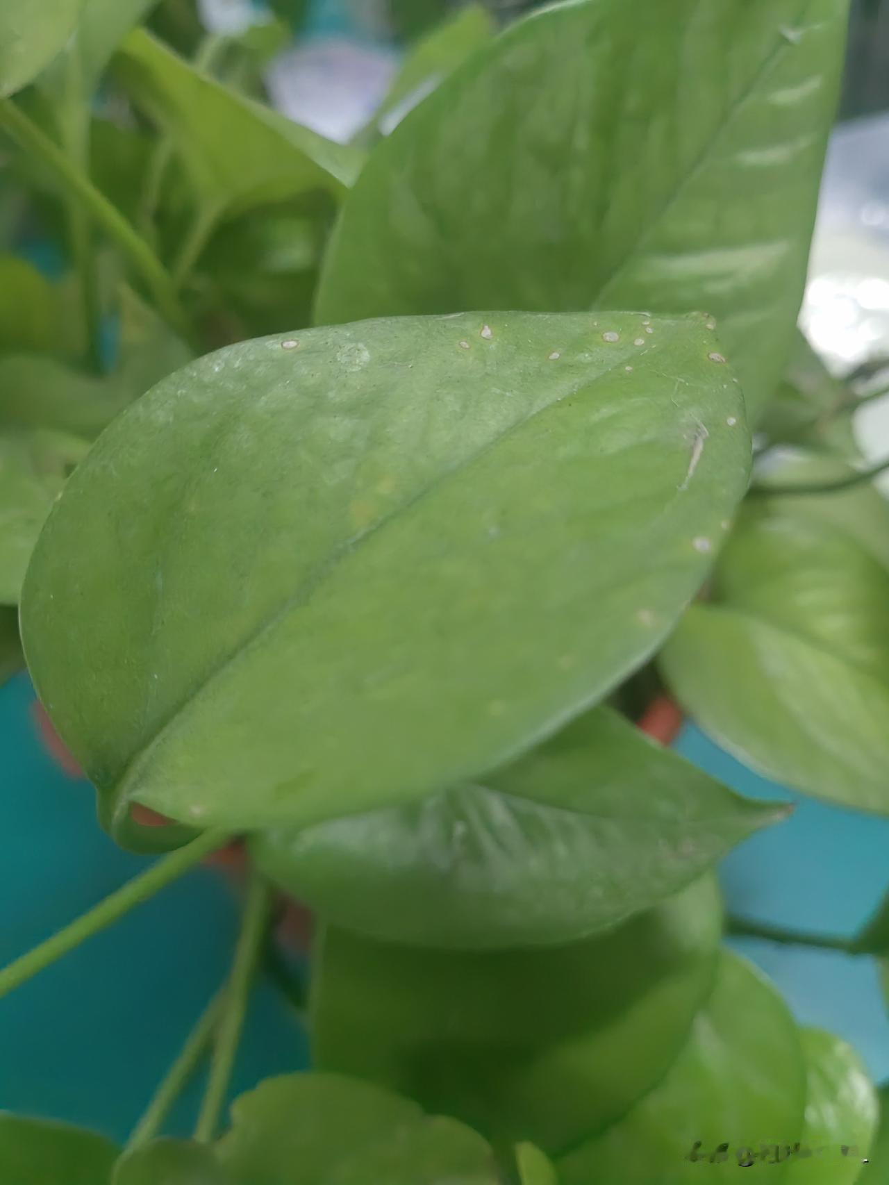 清新绿萝，生机盎然，自然之美，赏心悦目！