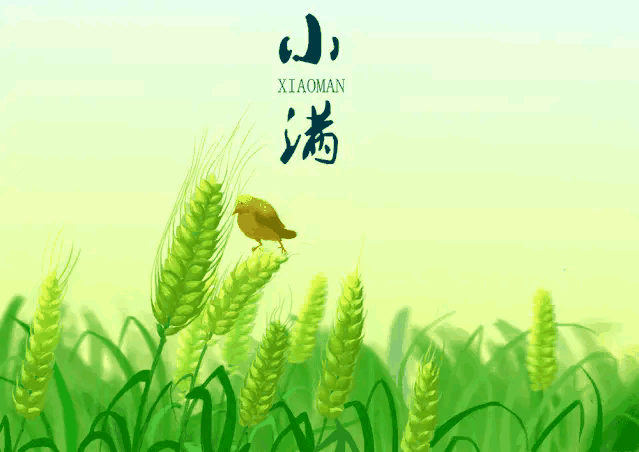 丙午小满吟
             符进朝
熏风拂野麦初黄，节序匆匆入夏忙。