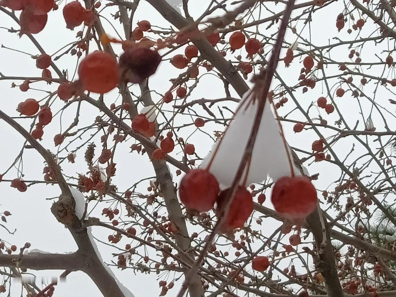 上联：一夜寒风三尺雪
下联：满院梅树雪里红
这一上联与下联对仗工整，描绘的画面生