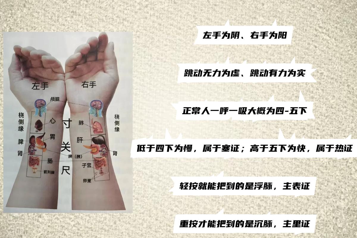 一张图看懂把脉原理，掌握要领！建议收藏！

#中医##健康科普##涨知识#