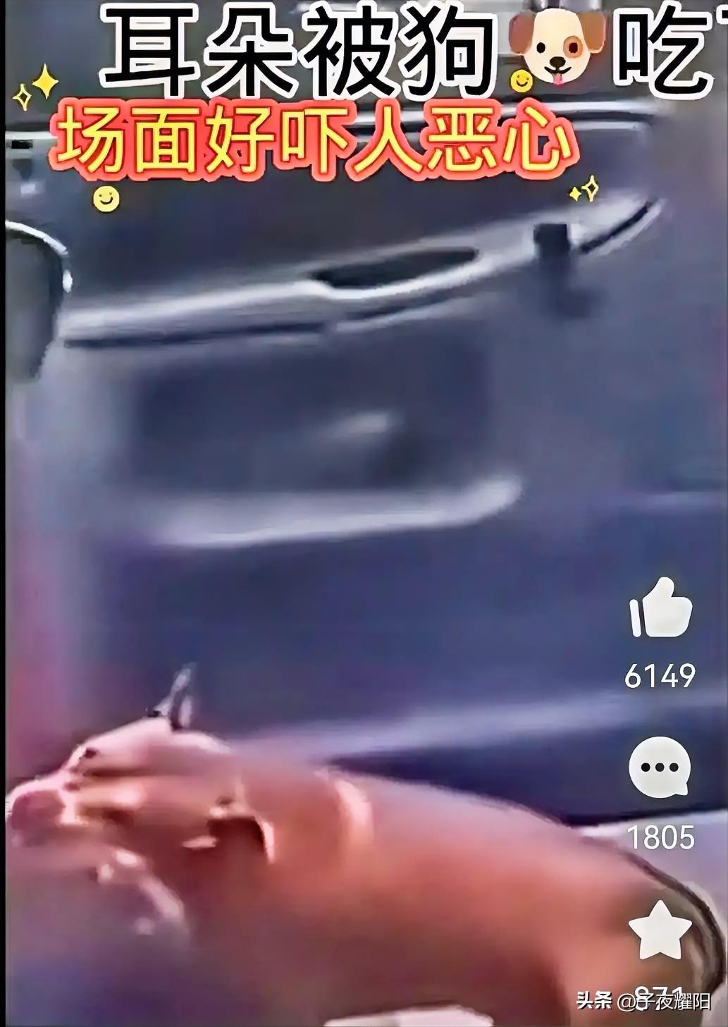 也不知道这是个什么品种的狗，狠起来太吓人了。
刷到国外一个视频，一条猎犬的主人昏