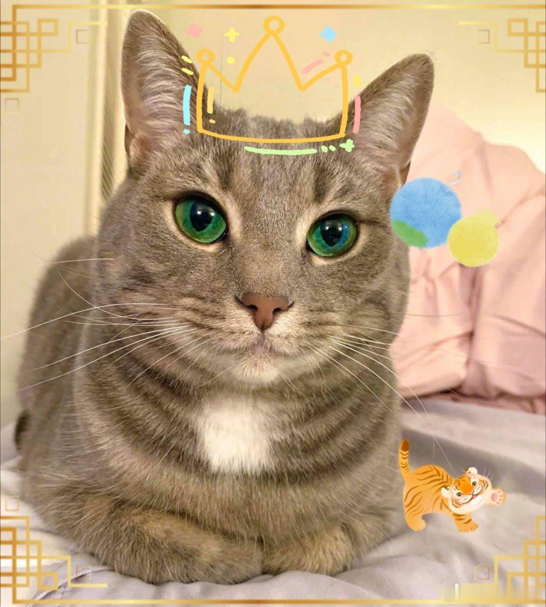 祝我们武崧 生辰快乐！（图源网络）小棕猫今天也在认真护理他的哨棒和发型，说到发型