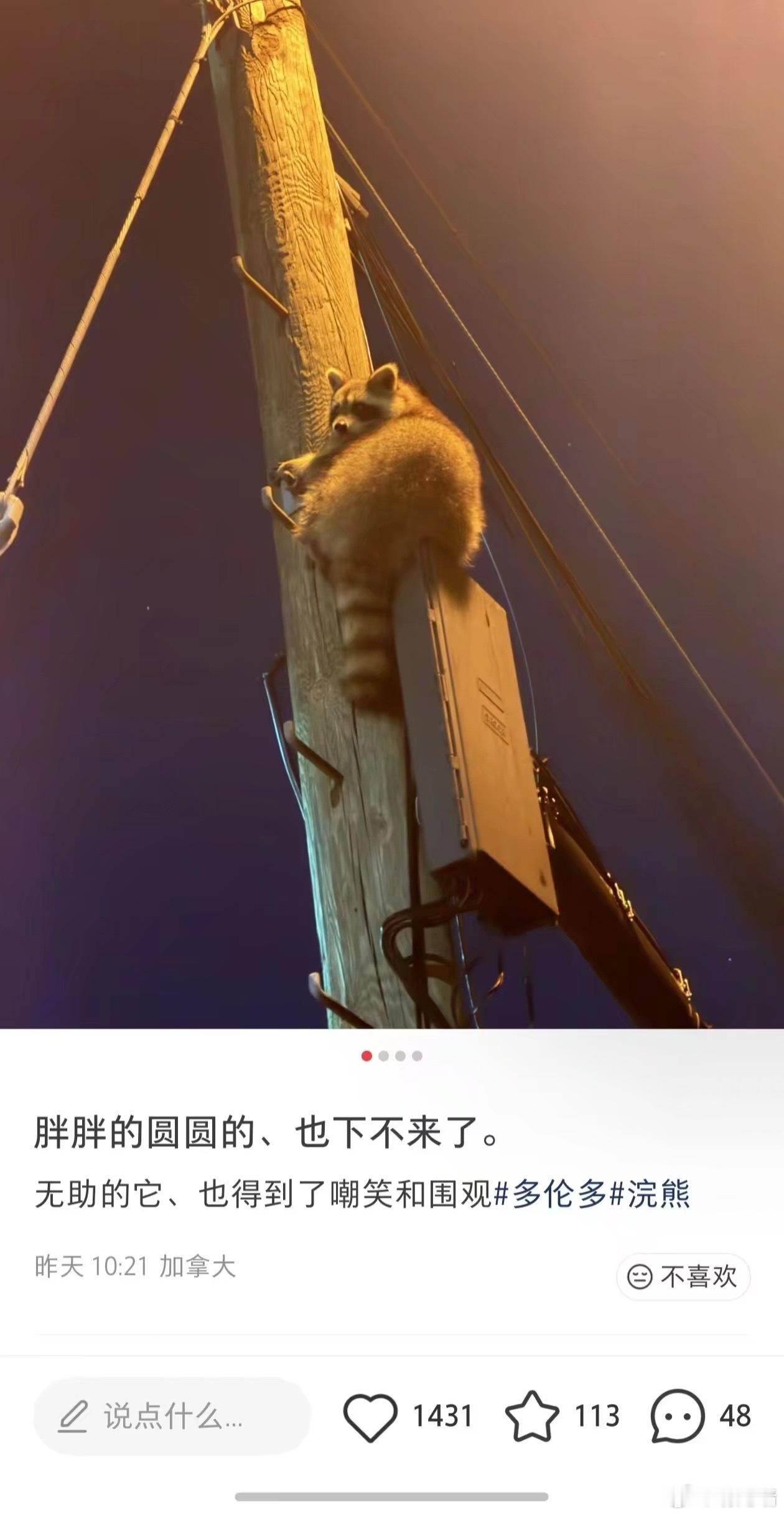 笑话，浣熊，人类，邪恶 ​​​