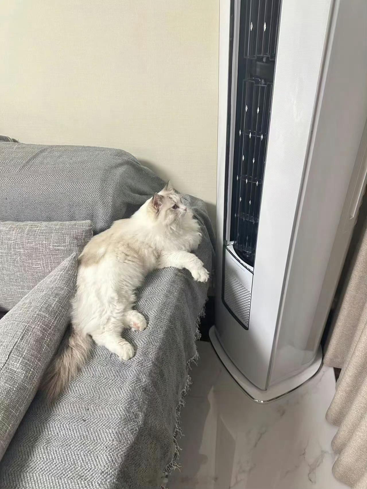 养宠家庭需要哪些空调功能养宠人夏天开空调真的全是糟心事！家里猫狗掉毛满天飞，滤网