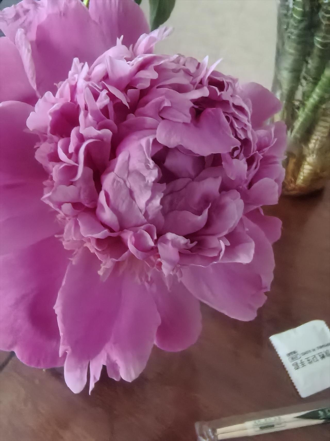 晒图笔记大赛女儿买来的芍药开花了！