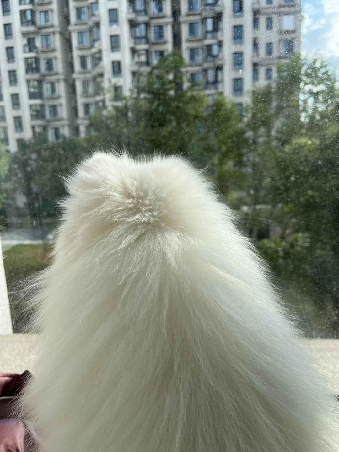 妈 窗户该擦了