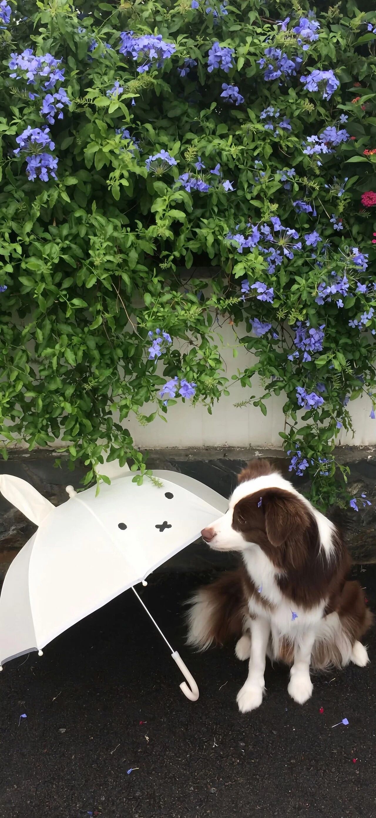 高清无水印手机壁纸 ​​​