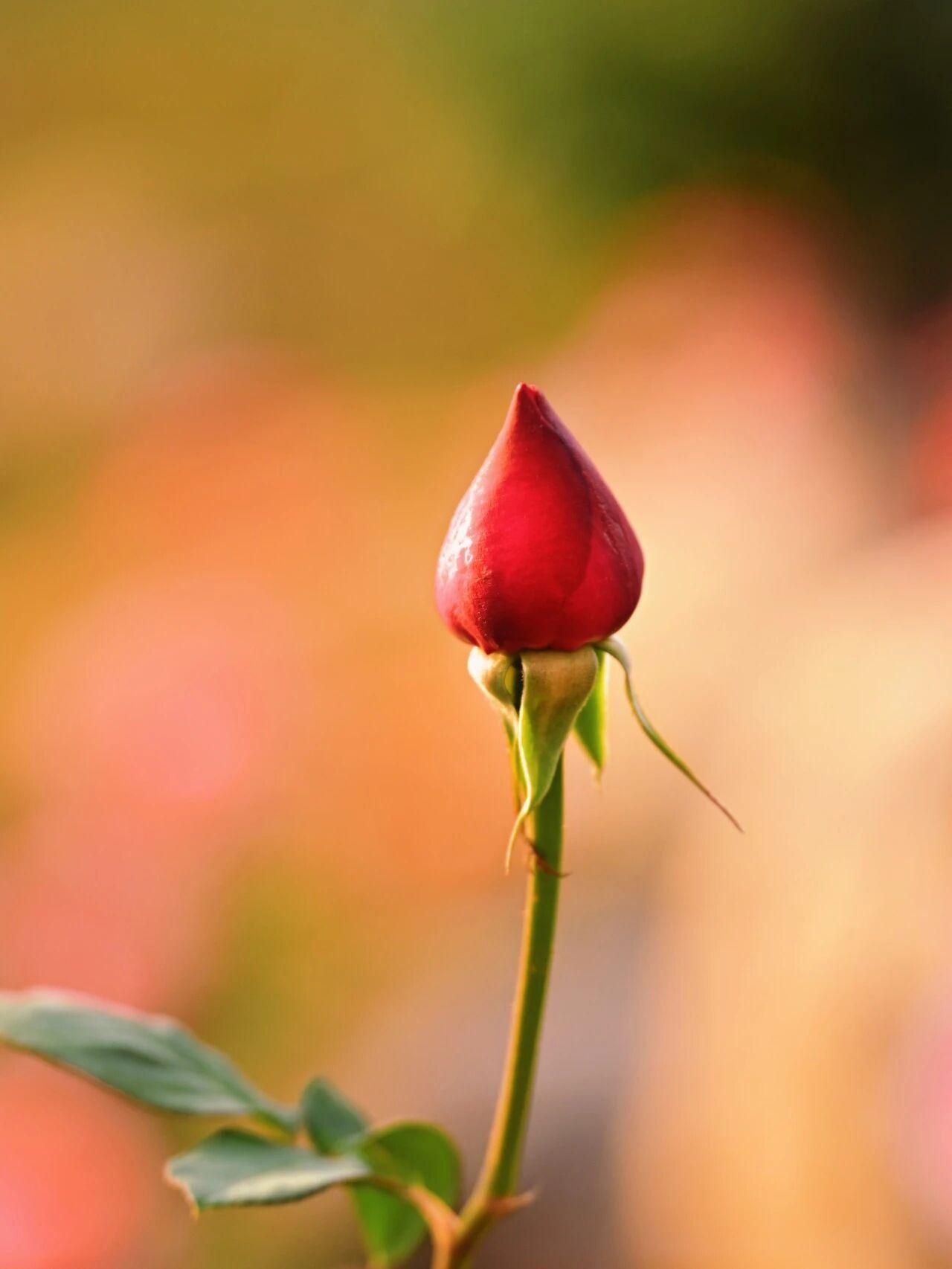【生活不简单，尽量简单过】
        生活不简单，那就尽量简单过。生活里微
