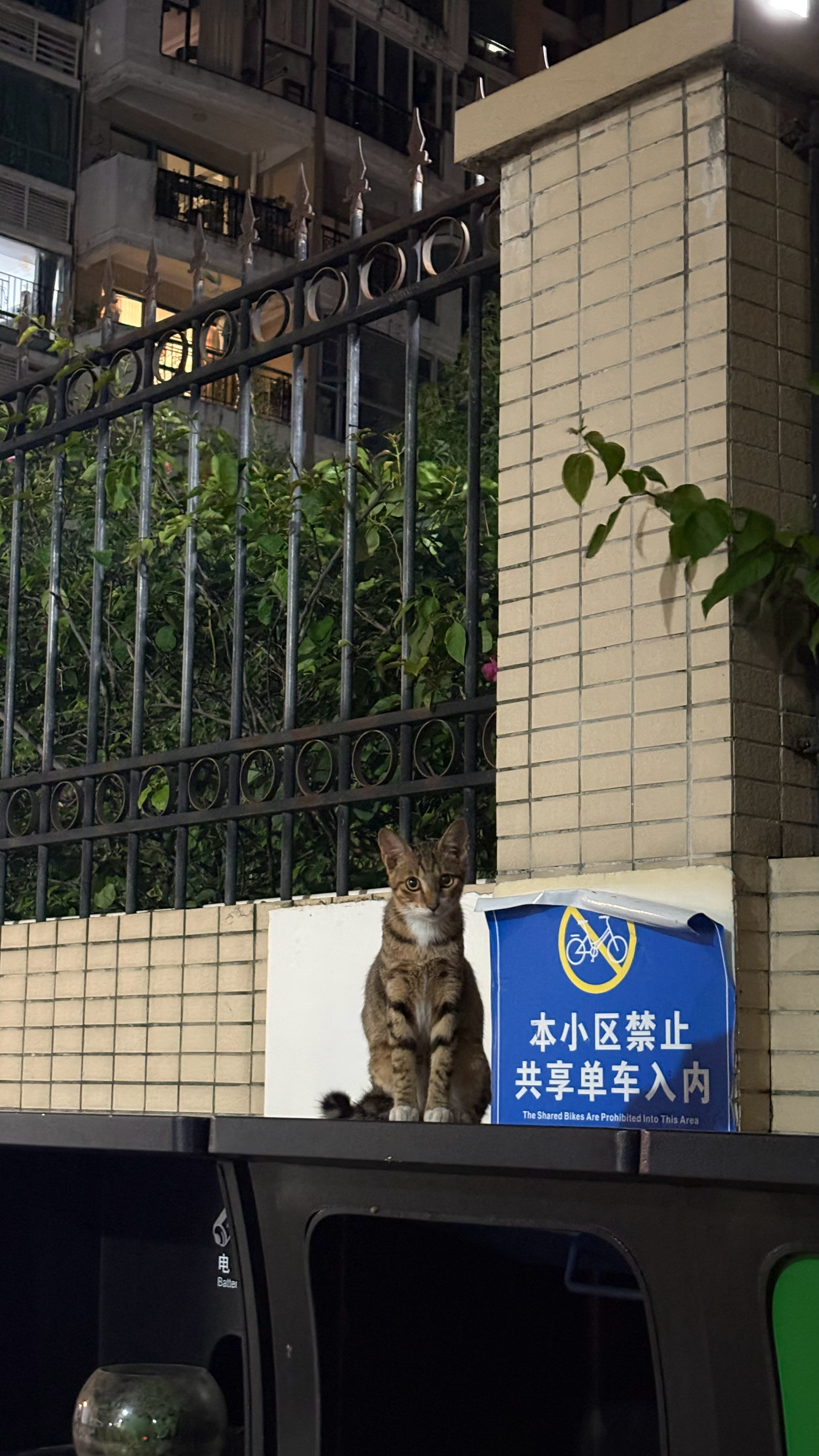 好乖好美，喂了两周，就已经知道在垃圾桶上等我了，再喂多几天就送你一个小礼物。流浪