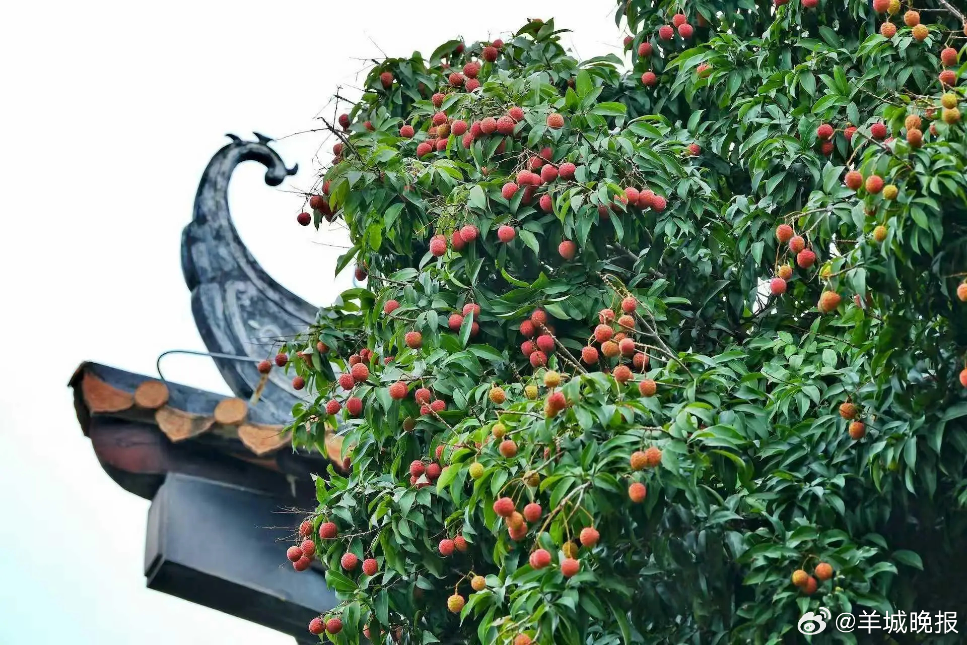 【廉话“荔枝之变”】#羊晚快评# “世间珍果更无加，玉雪肌肤罩绛纱。一种天然好滋