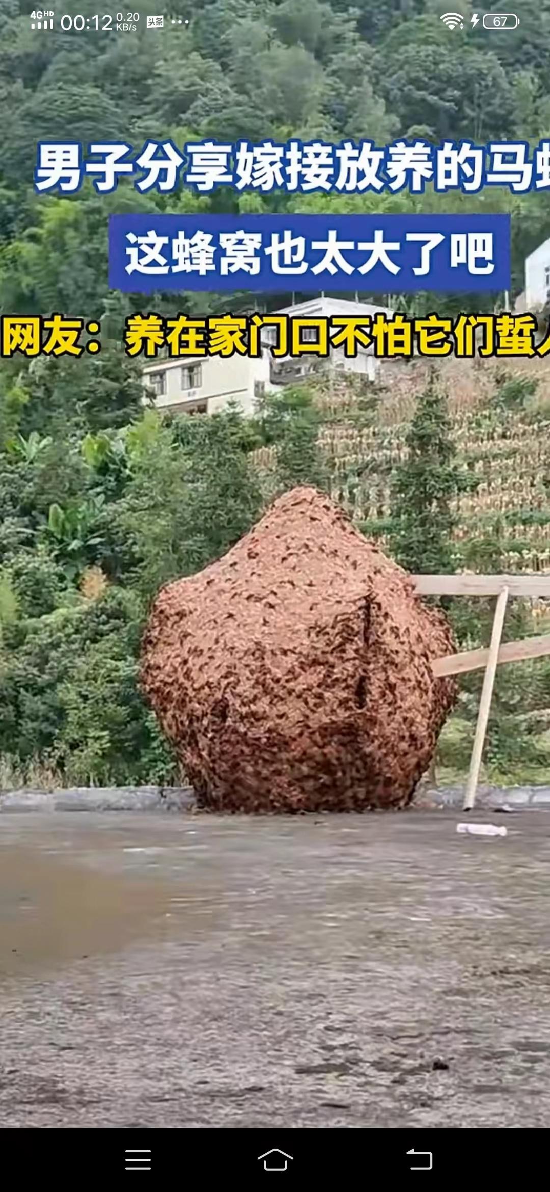 这是一窝超级大马蜂，高2.8米，直径约2.6米，是当今发现的体积较大的一窝大马蜂