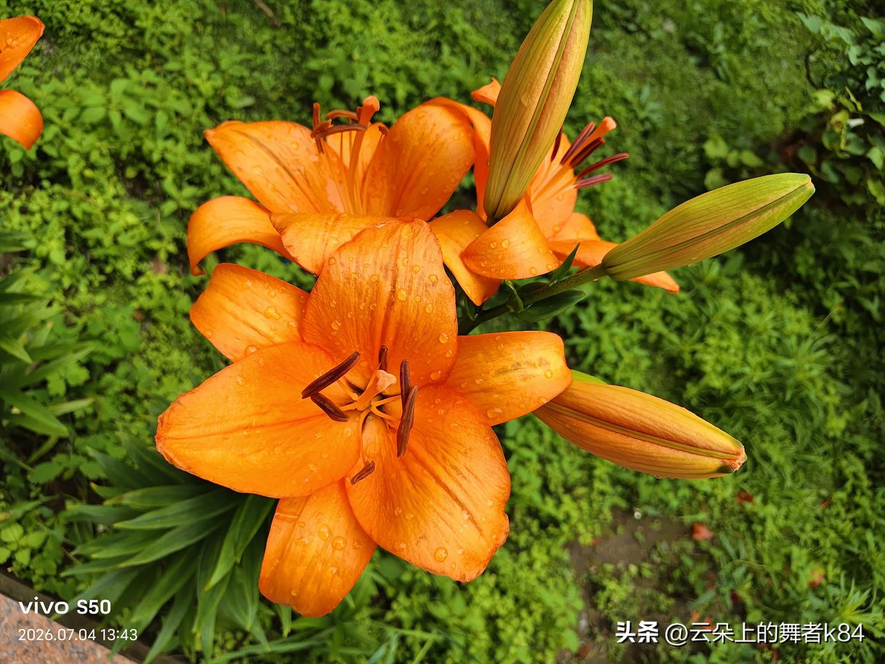 雨后初晴，橙花绽放，清新自然。