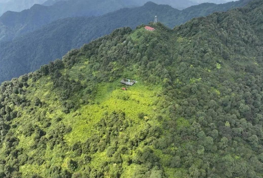 没见过! 科考队在四川屏山撞见"白斑怪草", 竟是全球公认的珍稀物种。 
 
事